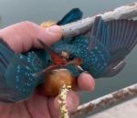 oiseau Sauvetage d'un martin-pêcheur les pattes collées sur une barre métallique