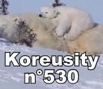 insolite Koreusity n°530