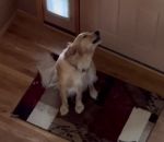 reaction Un chien pensait être seul à la maison