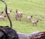 wapiti Un âne adopté par un troupeau de wapitis