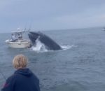 renverse Une baleine fait chavirer un bateau