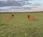 rencontre calin Deux lions se font face