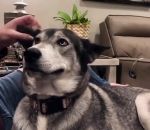 gratouille Un chien aime qu'on lui gratte l'oreille