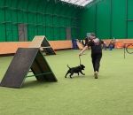 parcours chien agility Un staffie accro au bâton fait de l'agility