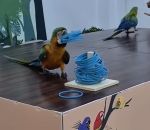 oiseau anneau Perroquet tricheur