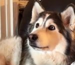 vidéo chien tele film