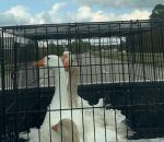 vidéo pont oie pickup cage tete esquive evite