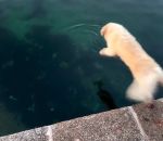 mer eau plongeon Un chien plonge sous l'eau
