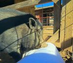 vidéo cochon oreiller tete