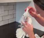 vidéo perroquet cacaotes oiseau imitation pulverisateur bruitage