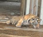 vidéo tigre tigresse bebe taille evasion