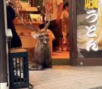 vidéo nara biche cerf restaurant porte japon sika