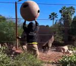 vidéo rhinoceros balle zoo