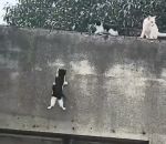 vidéo chaton chat mur grimper saut perseverance