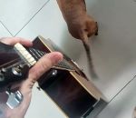 vidéo chien guitare queue guitariste corde