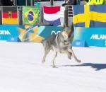 vidéo chien-loup chien jo 2026 ski fond