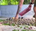 vidéo ferme tortue salade manger repas