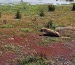 vidéo hyene hippopotame repas charge