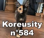 vidéo 2026 compilation insolite koreusity fevrier web zap zapping