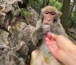 vidéo singe raisin