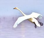 vidéo atterrissage cygne slowmotion avion eau