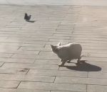 vidéo chat chiot chien pigeon attaque mission oiseau
