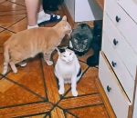 vidéo chat manger education homme cuisine