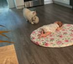 vidéo chat chatte chaton bebe presentation ragdoll