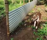 vidéo chien balle corde courir jeu exercice