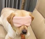 vidéo chien poulet golden retriever brocoli