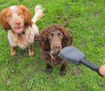 vidéo chien camera 360 cocker courir