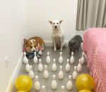 vidéo chien chat corgi quille bowling obstacle