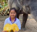 vidéo elephant bisou fillette fruit pasteque jaune