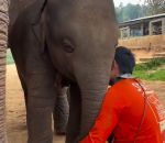 vidéo elephanteau elephant berceuse dormir refuge