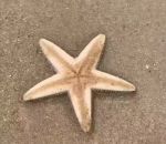 vidéo etoile mer sable ossicule