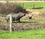 vidéo attaque hippopotame oie oiseau zoo enclos