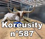 vidéo koreusity web zap zapping 2026 compilation insolite mars