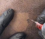 vidéo micropigmentation capillaire tatouage cheveu crane tete