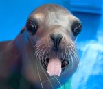 vidéo otarie queue langue cri