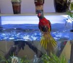 vidéo perroquet loriquet bain aquarium eau