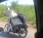 vidéo transport vache moto