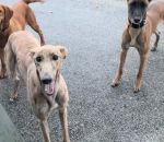 vidéo chien course levrier rapide quad courir