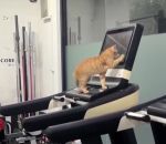 vidéo chat tapis course demarrer courir