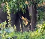 vidéo elephant elephanteau coince arbre