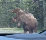 vidéo ours grizzly orignal poursuite