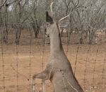 vidéo cerf chasseur massage cardiaque grillage cloture coince bouche reanimation sauvetage