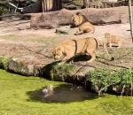vidéo zoo lion lionceau sauvetage lionne eau fosse