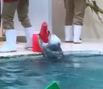vidéo loutre aquarium aide recompense glacon japon