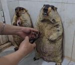 vidéo marmotte anxieux coupe griffe reaction