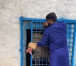 vidéo lion attaque cage nourrir poulet viande main homme